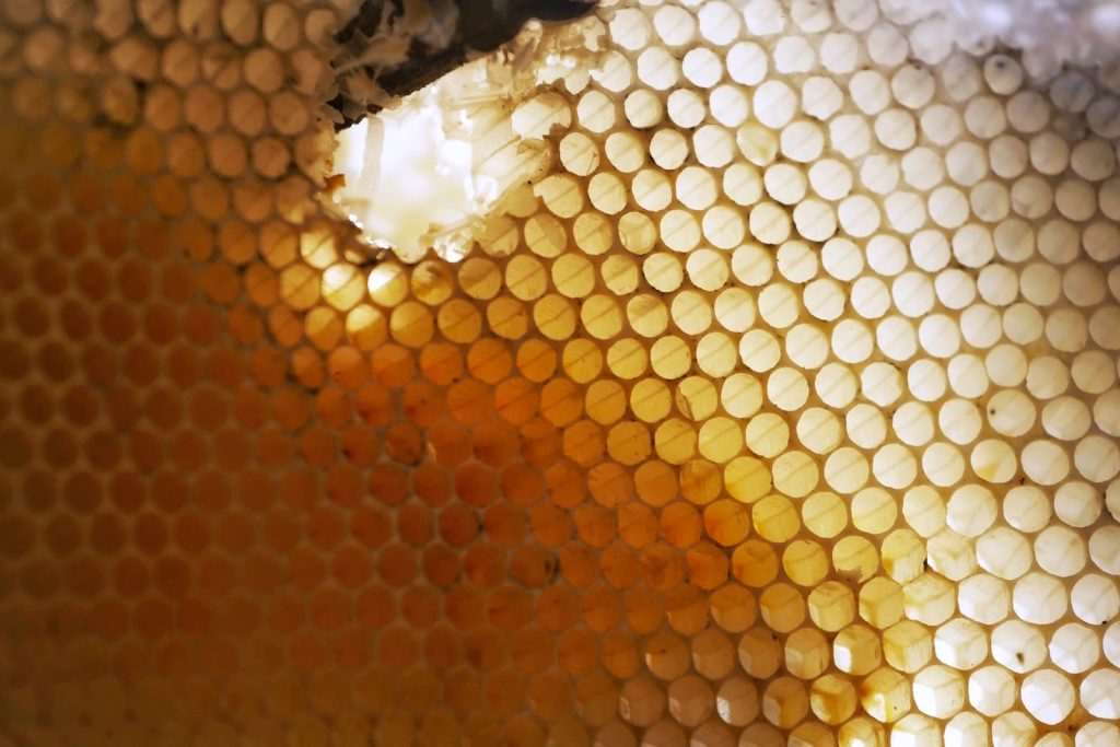 Detailed close-up of a honeycomb with light filtering through, highlighting hexagonal patterns.
