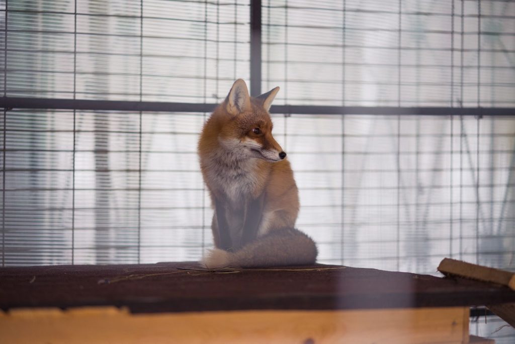 A red fox sits calmly in its enclosure, showcasing its thick fur and alert expression.