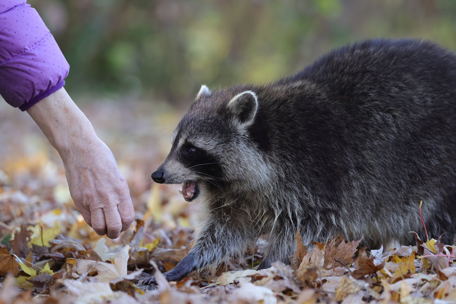 A raccoon being gently fed by a woman amidst autumn leaves in a forest.