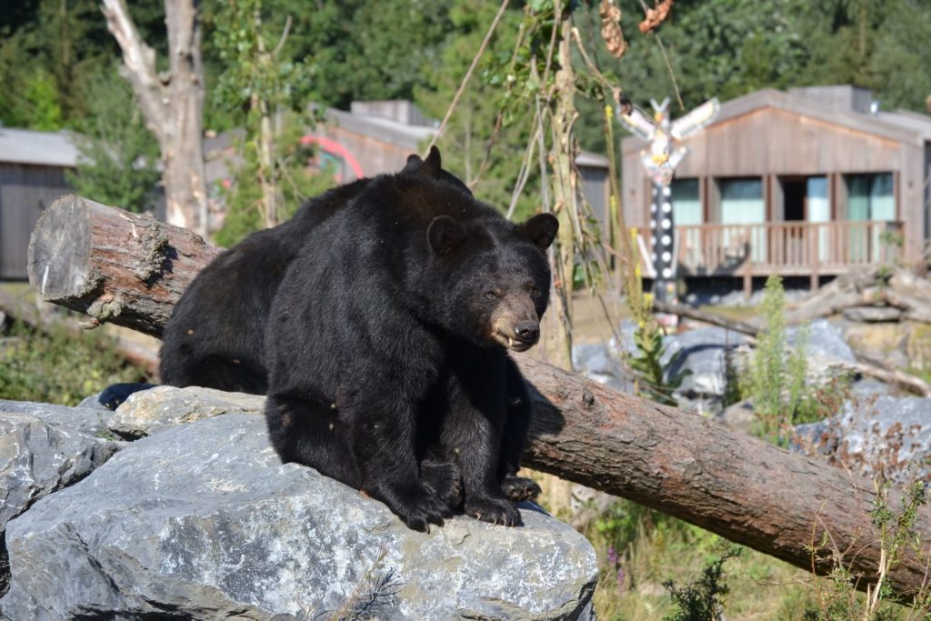 Two American black bears resting on rocks in an outdoor enclosure on a sunny day.