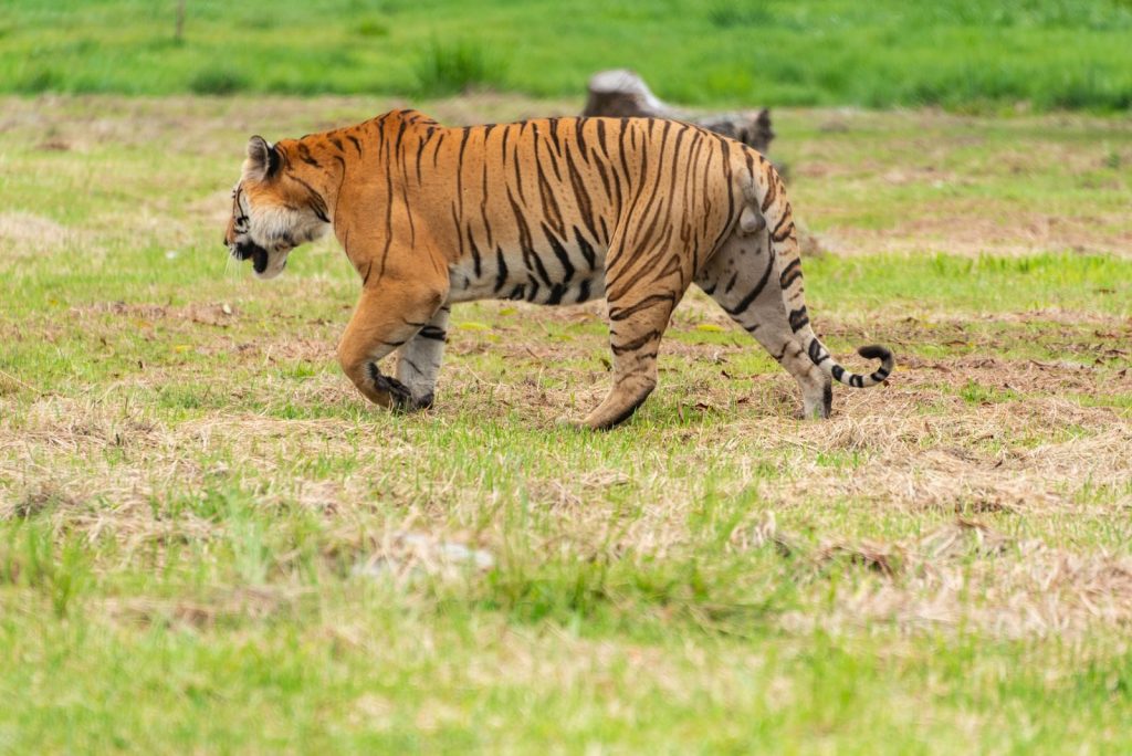 A stunning tiger gracefully strides through its lush natural habitat, showcasing its beauty and power.