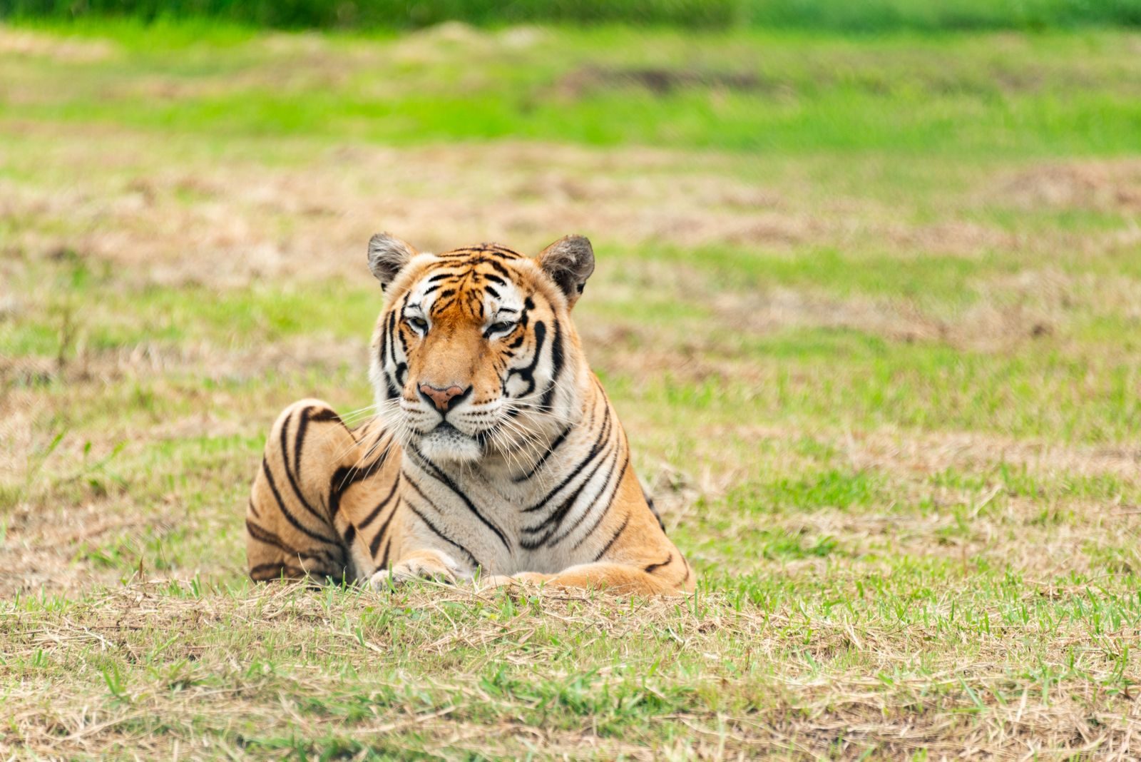Serene image of a Bengal tiger calmly lying on grass in natural habitat.