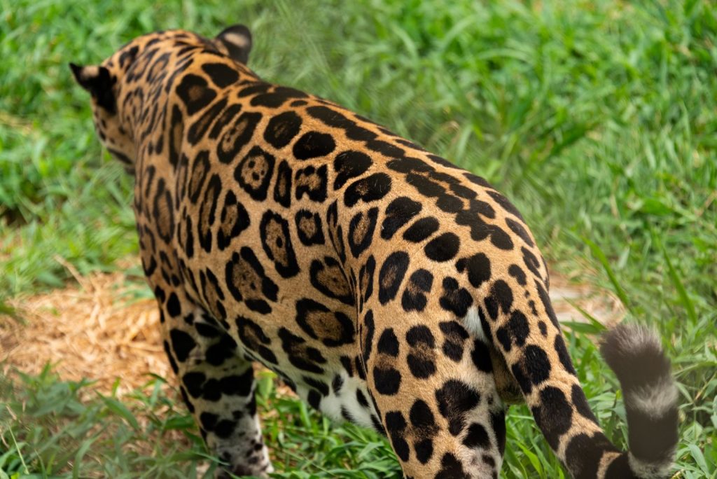 Back view of a leopard walking in a wildlife reserve, showcasing its distinctive spotted coat.