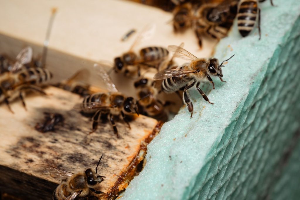 Detailed close-up of bees on a wooden beehive showing their activity and behavior.