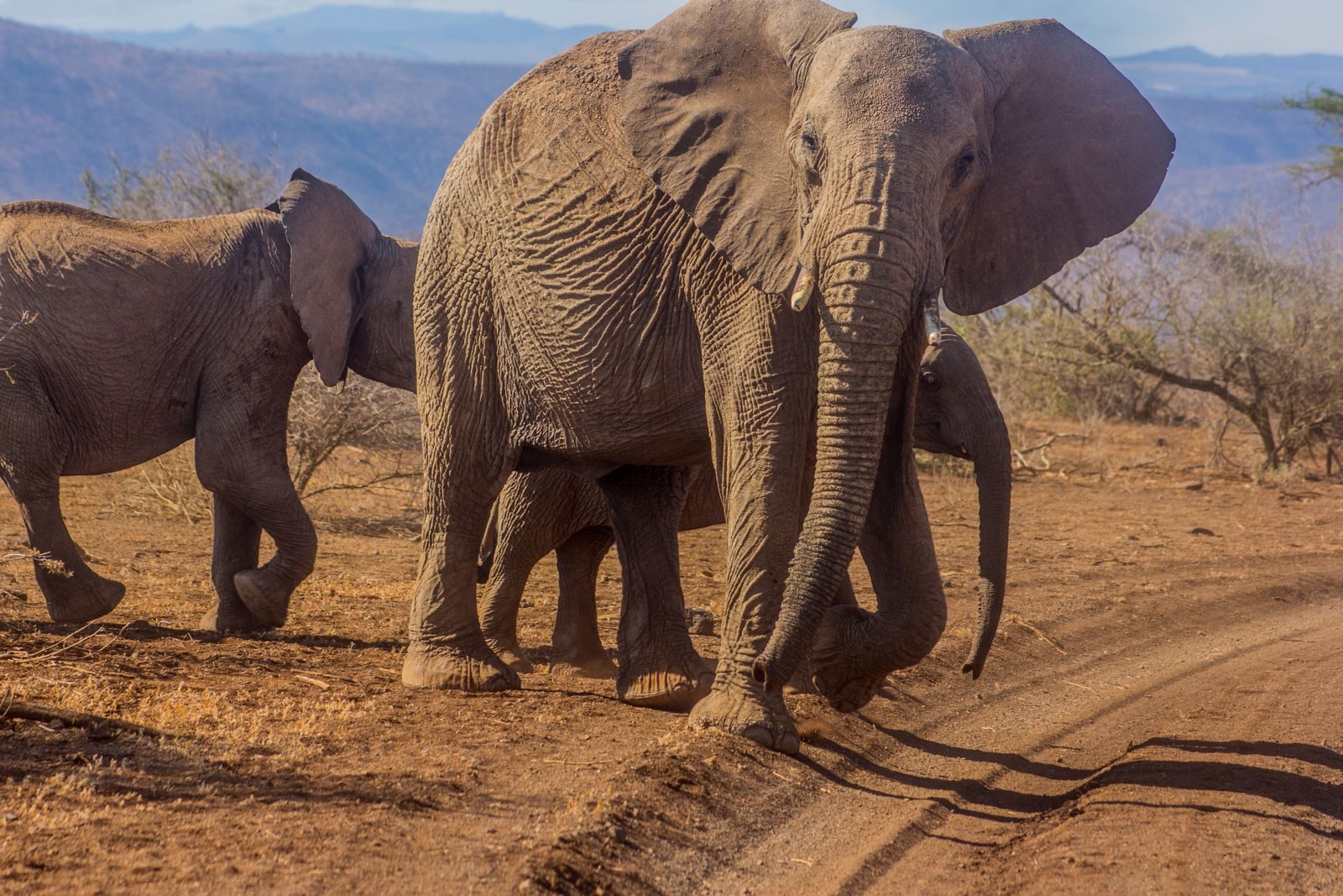 A herd of African elephants walking through a dry savannah landscape, showcasing wildlife in its natural habitat.