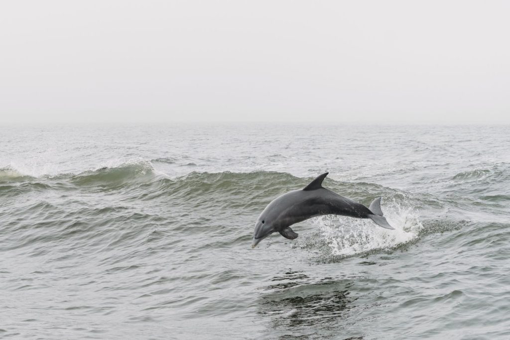 A dolphin gracefully jumping over ocean waves in Orange Beach, AL, showcasing marine life and natural beauty.