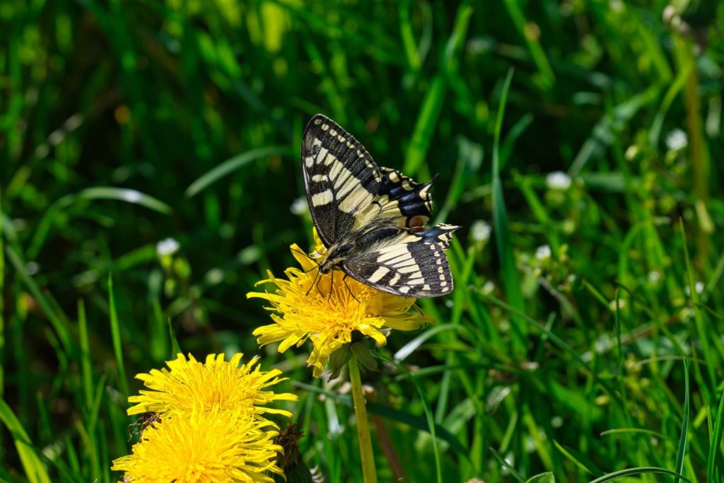 Close-up of a swallowtail butterfly (Papilio machaon) on a dandelion in a Pforzheim field.