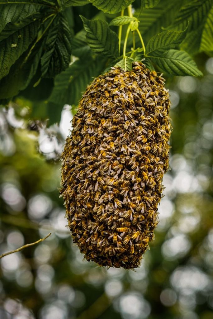 A dense bee swarm hangs from a tree branch, showcasing the beauty and intricacy of nature.
