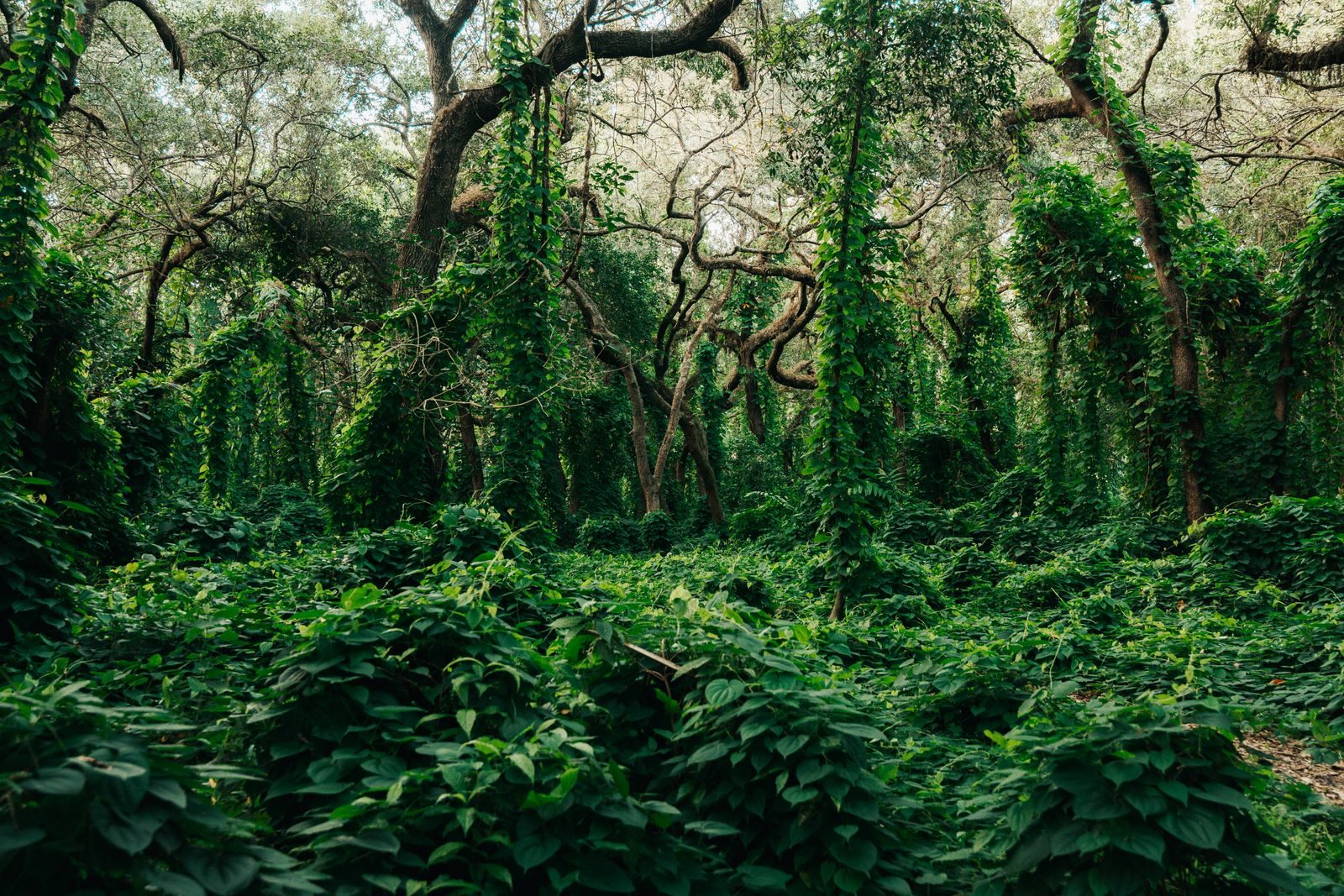 A serene view of a dense, lush forest with vibrant green foliage and towering trees.