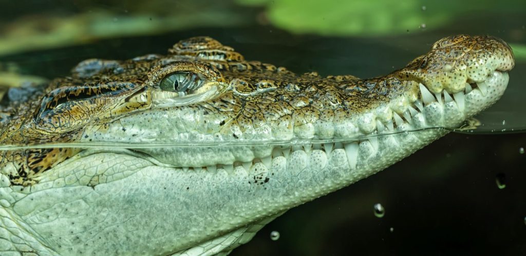Detailed image of a saltwater crocodile half-submerged in water, focusing on its predatory features.