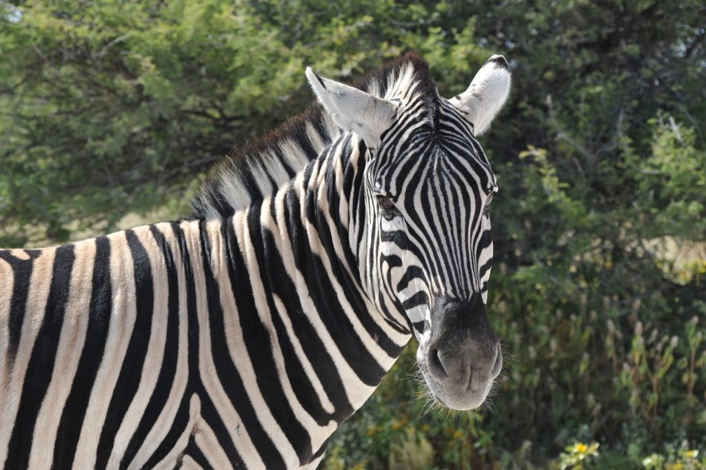 Detailed view of a zebra in the wild, showcasing its unique stripes.