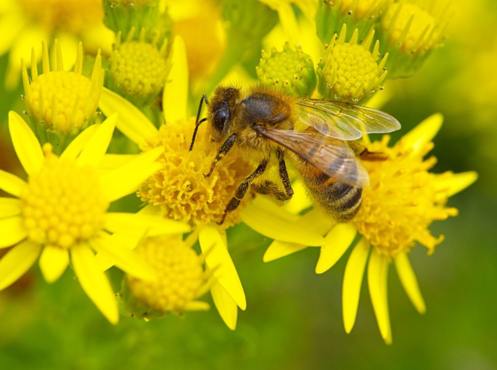 Close-up of a honeybee collecting nectar from bright yellow flowers on a sunny day.