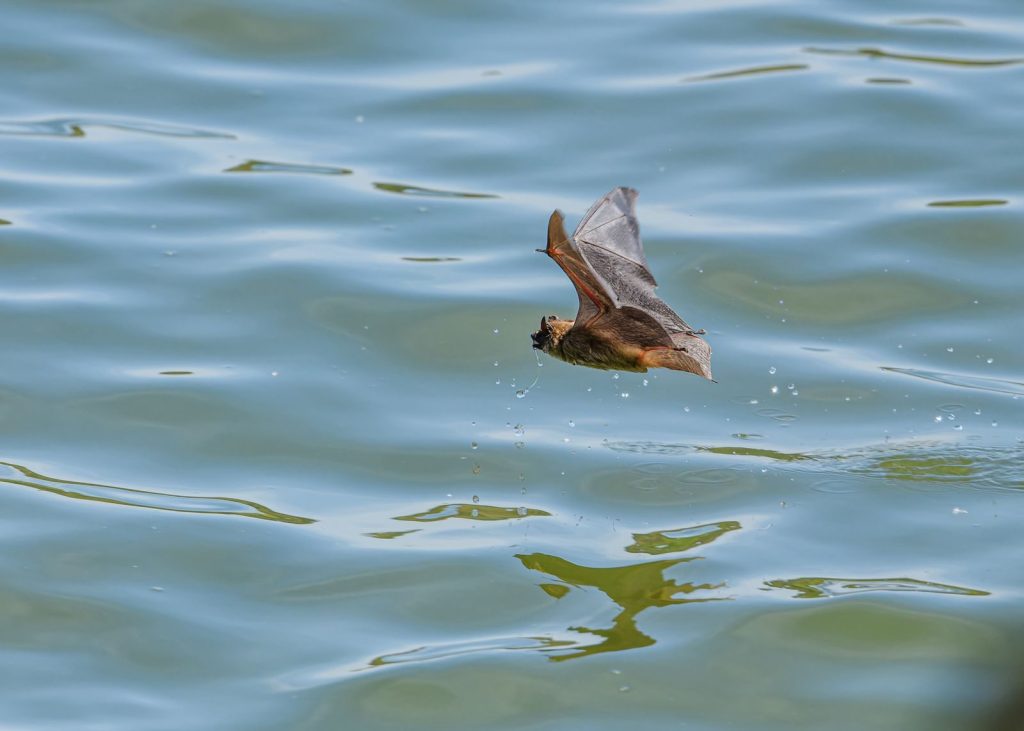 A bat skims the water surface, capturing droplets and creating ripples.
