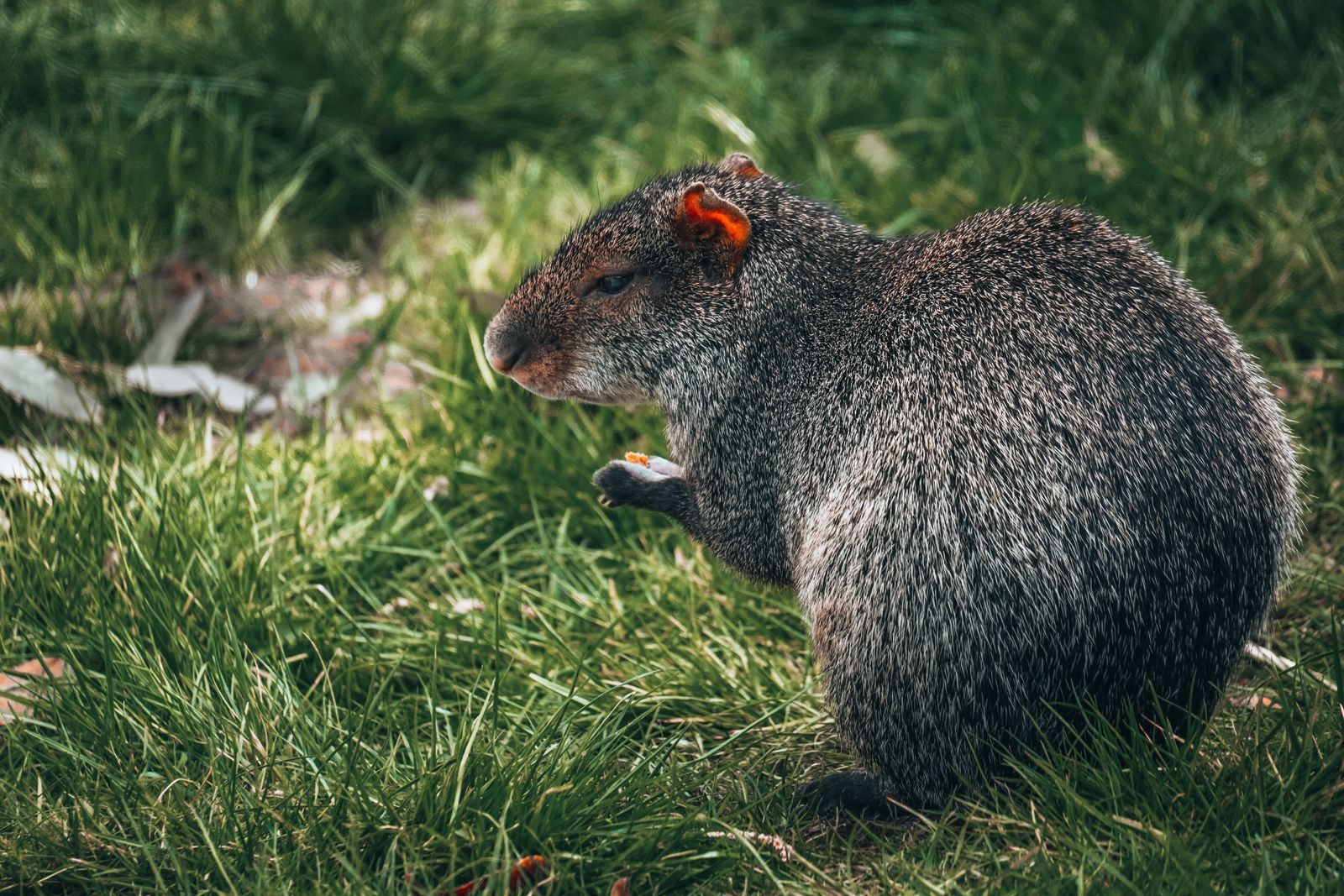 Close-up of a black agouti in a grassy meadow, showcasing its natural wildlife habitat.