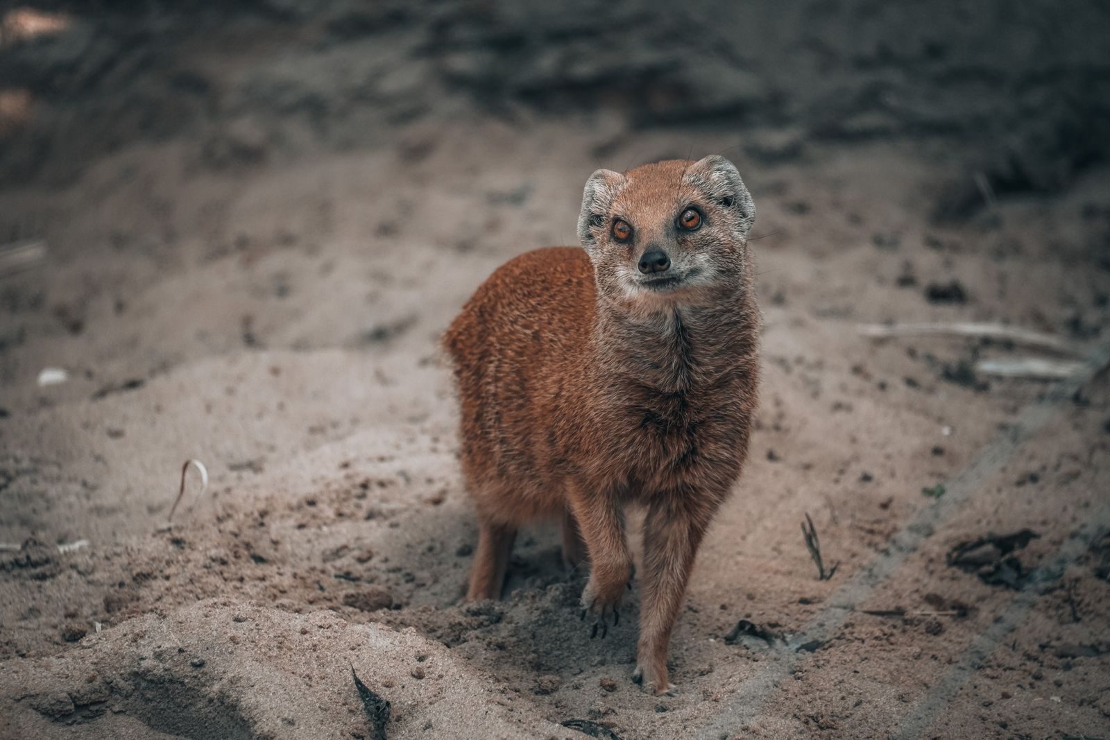 A curious yellow mongoose standing on sandy ground, exemplifying wildlife behavior.
