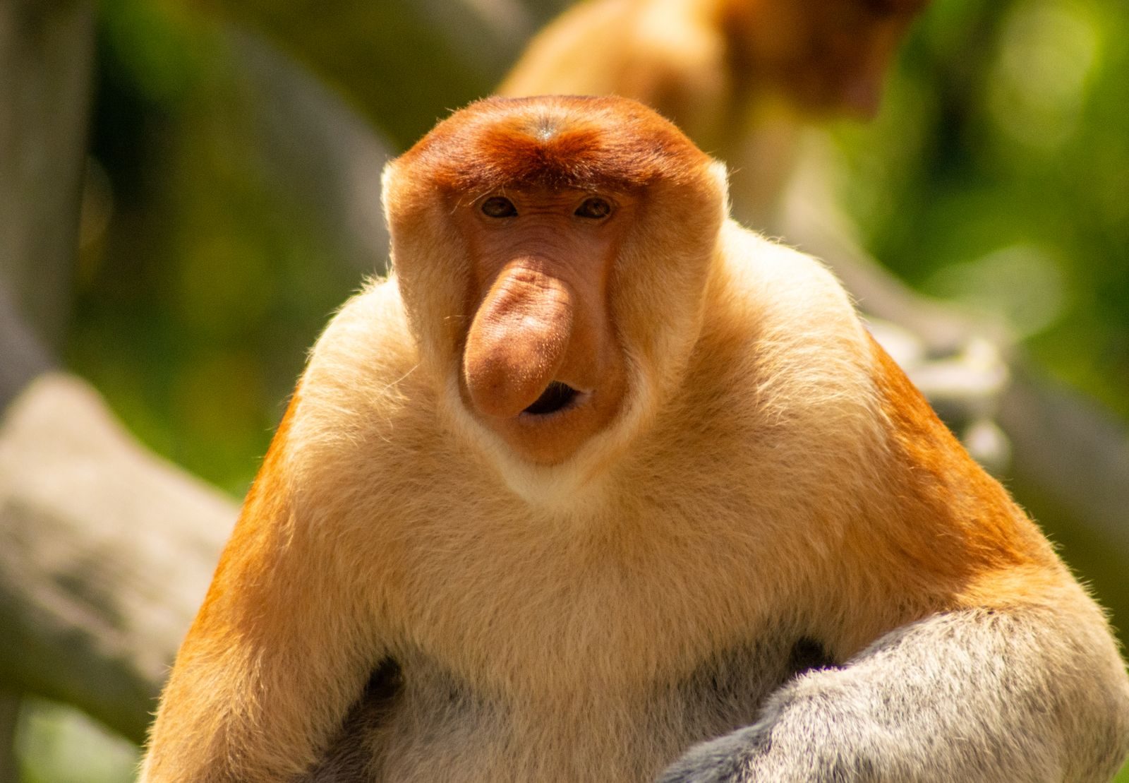 Detailed close-up of a proboscis monkey (Nasalis larvatus) perched on a branch in Sandakan, Sabah.