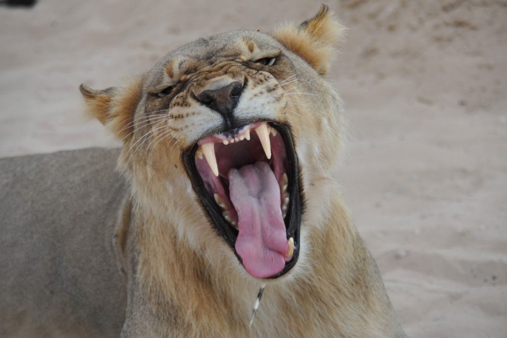 Close-up of a lioness yawning, showcasing her teeth against a sandy desert backdrop.