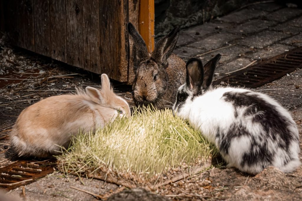 Three cute rabbits enjoying fresh grass in a farm setting, showcasing natural wildlife behavior.