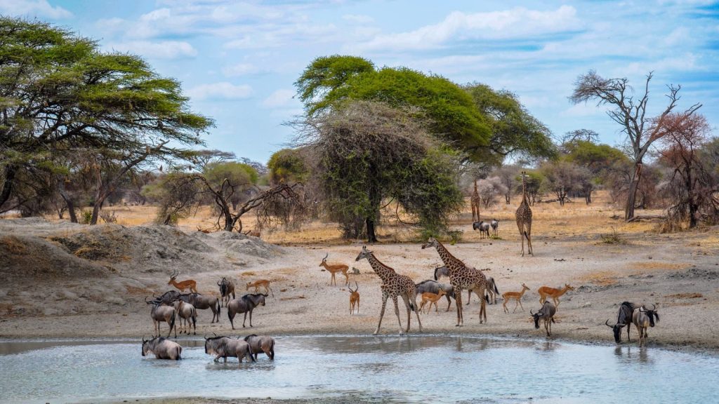Giraffes, wildebeest, and antelopes gather at a waterhole on the African savanna.