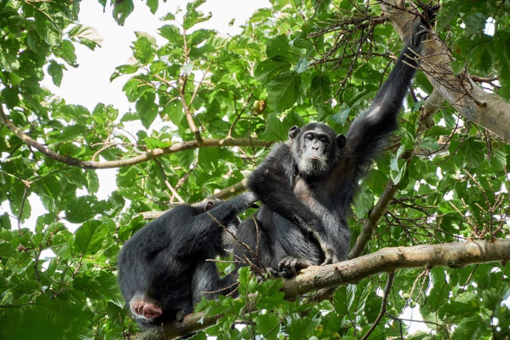 Two chimpanzees relaxing on a tree branch amidst dense foliage in a natural habitat.