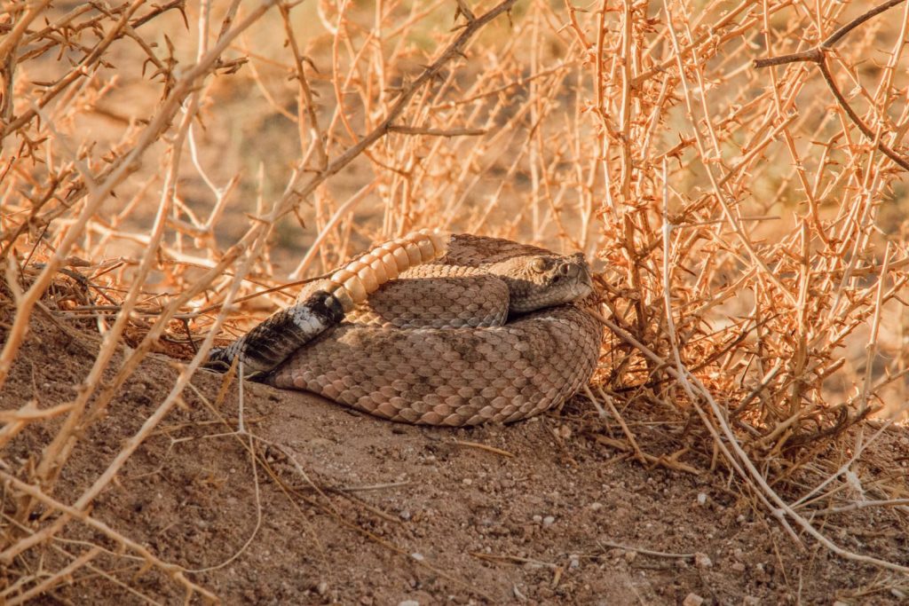 A rattlesnake coiled among dry branches in a desert setting, capturing the essence of wildlife photography.