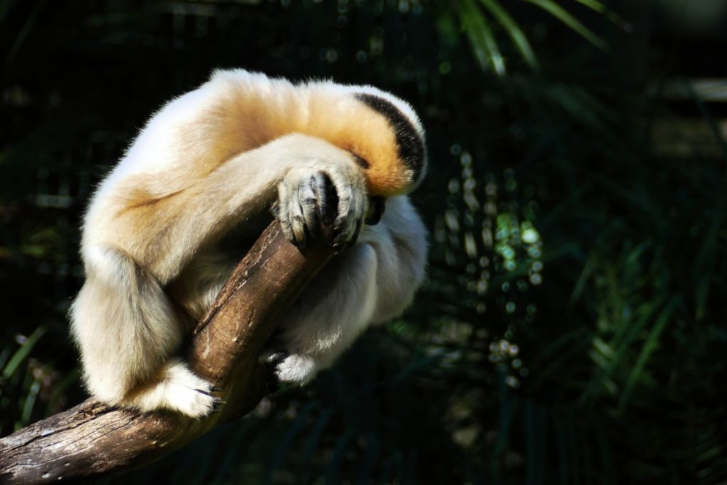 A serene image of a gibbon sitting quietly on a branch in its natural habitat.