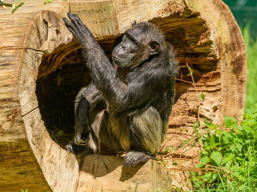 Chimpanzee sitting inside a wooden log, basking in the sun in a natural setting.