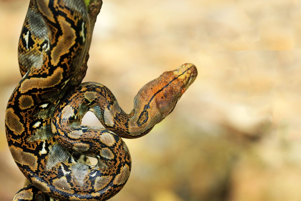 Detailed view of a reticulated python showcasing its intricate patterns and natural camouflage.