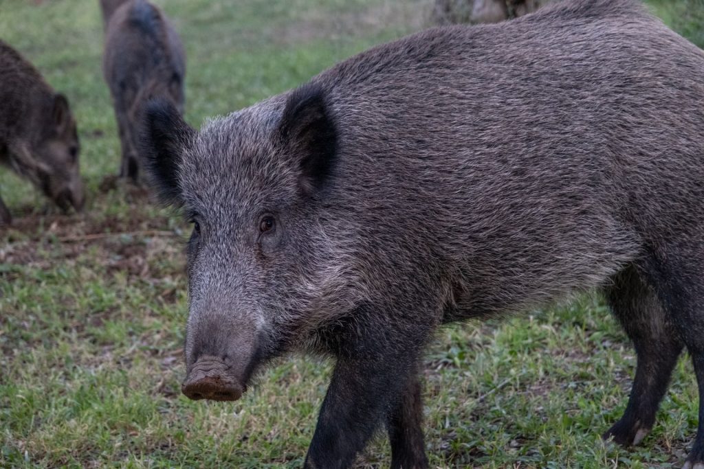Close-up of wild boars grazing in the lush grasslands of İzmir, Türkiye.