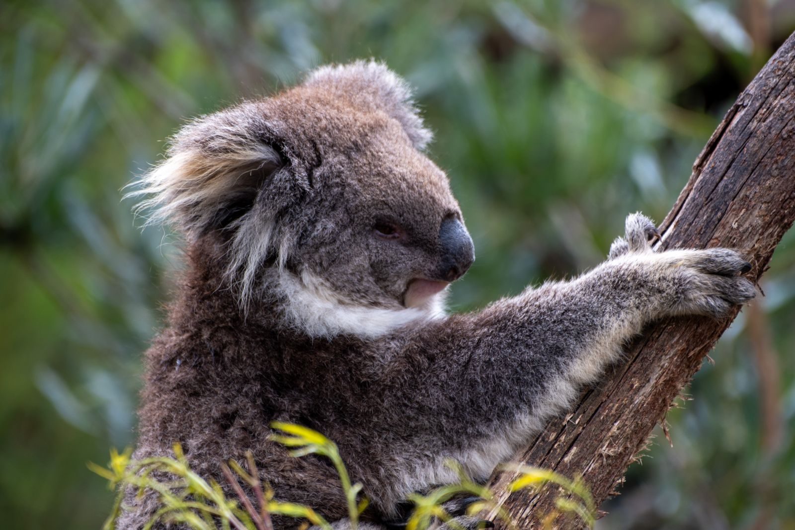 A close-up of a koala bear climbing a tree, showcasing its fur and natural habitat.