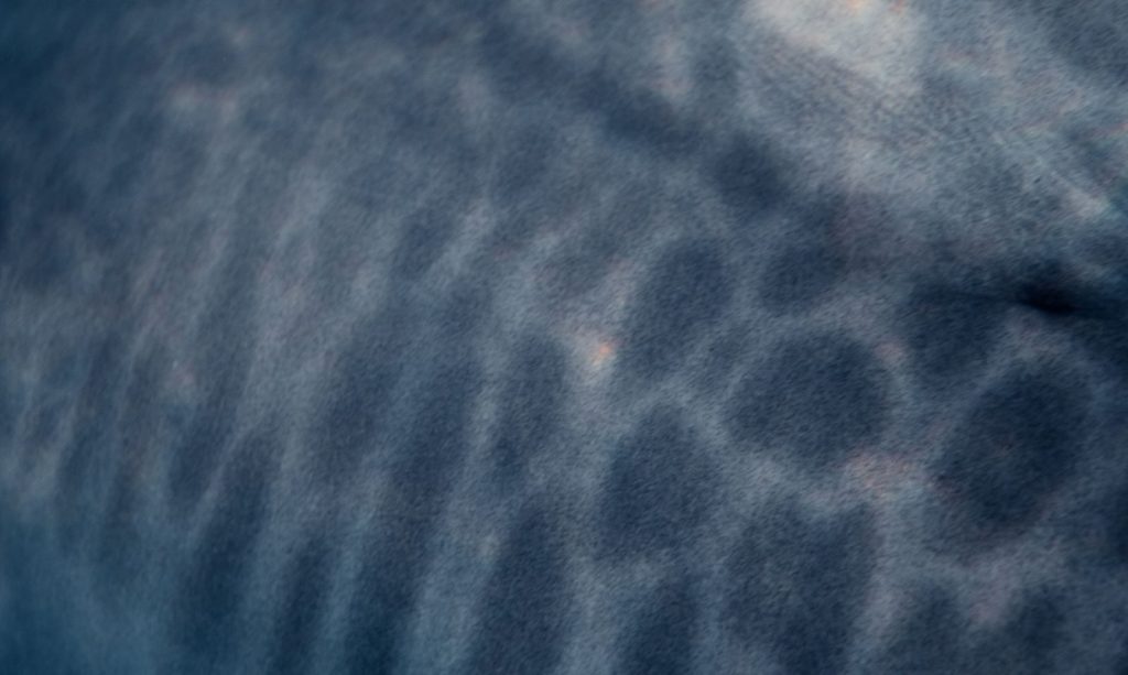 Detailed close-up of whale shark skin texture showing natural pattern in ocean lighting.