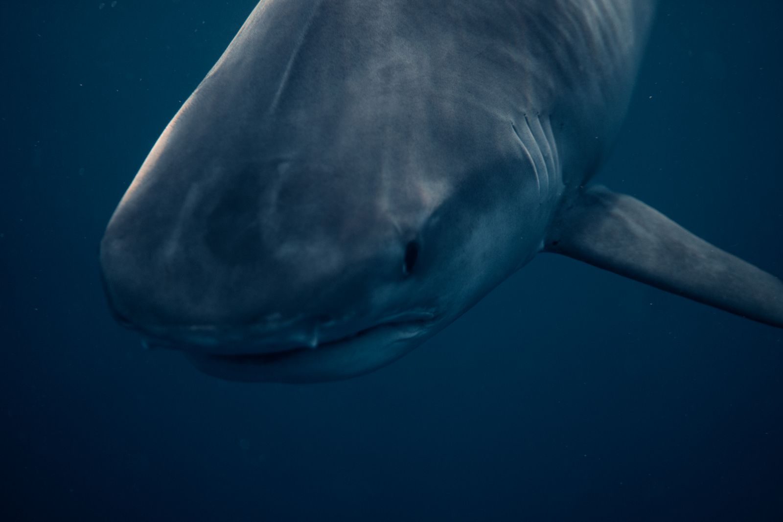 Detailed underwater image of a great white shark in Haleiwa, HI. Captured in vibrant ocean depths.