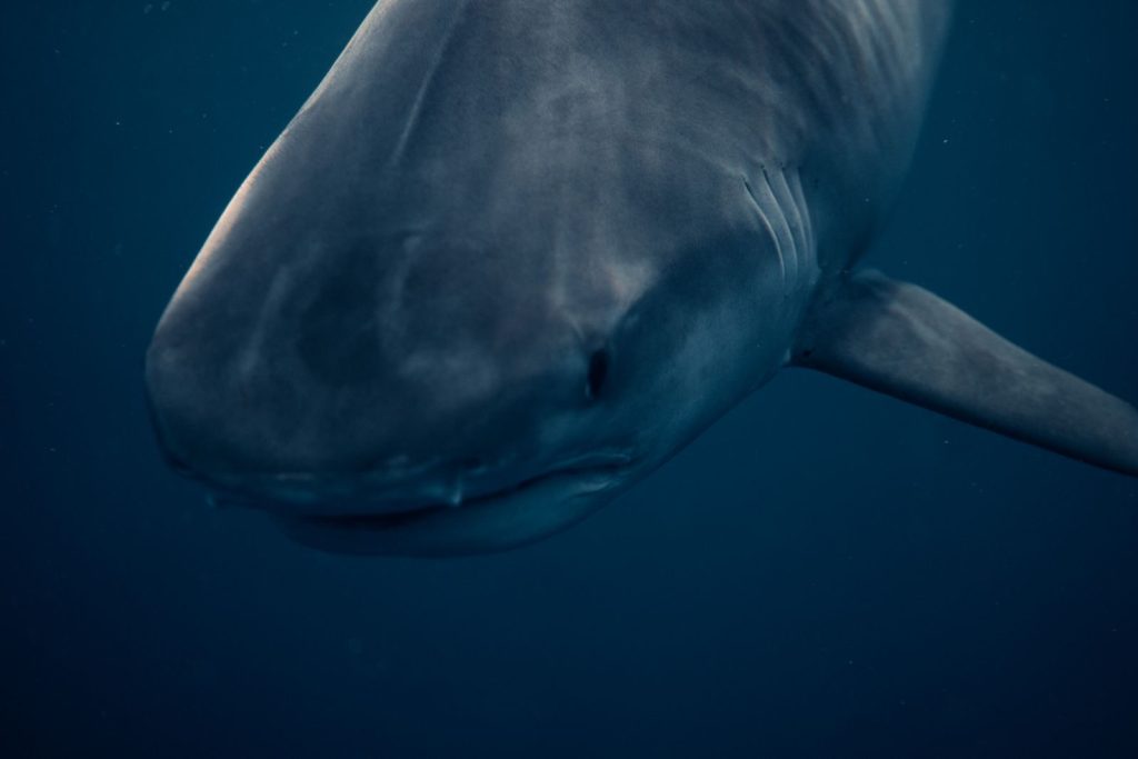Detailed underwater image of a great white shark in Haleiwa, HI. Captured in vibrant ocean depths.