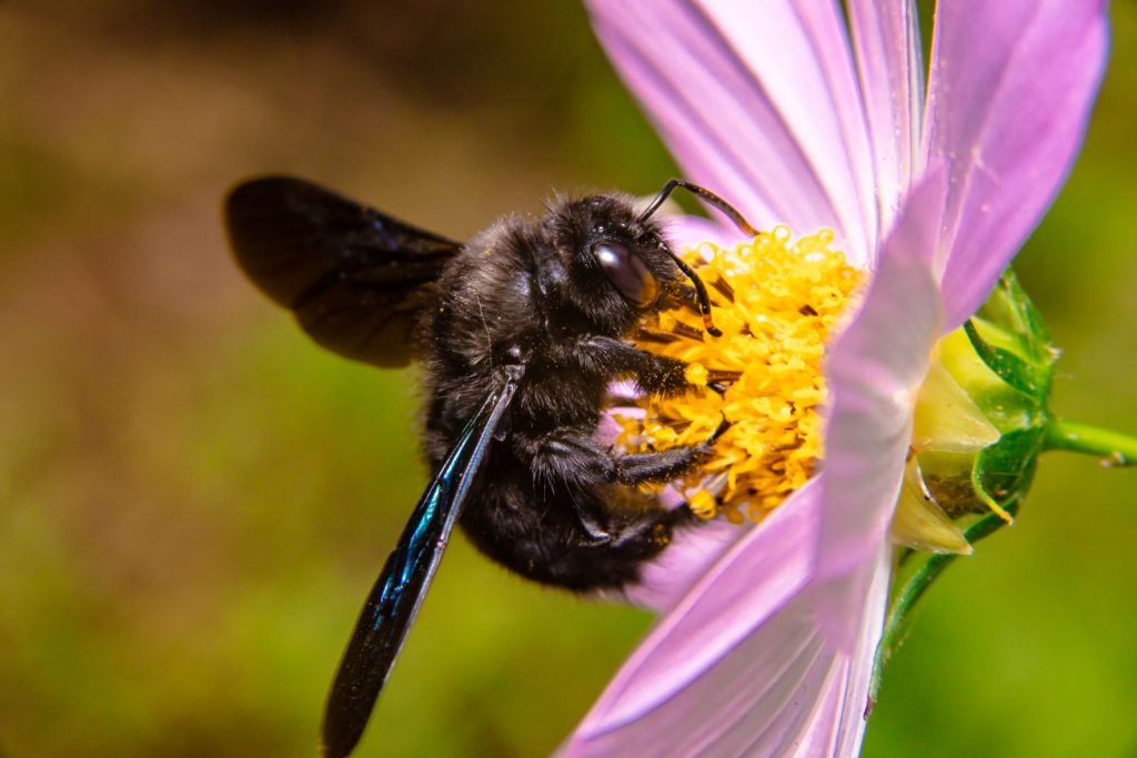 Close-up of a carpenter bee gathering pollen from a pink flower in bright daylight.