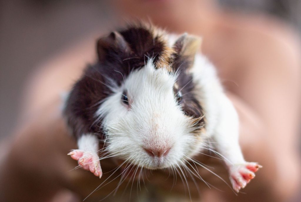 Close-up of an adorable guinea pig being held by a person, showcasing its cute and fluffy features.