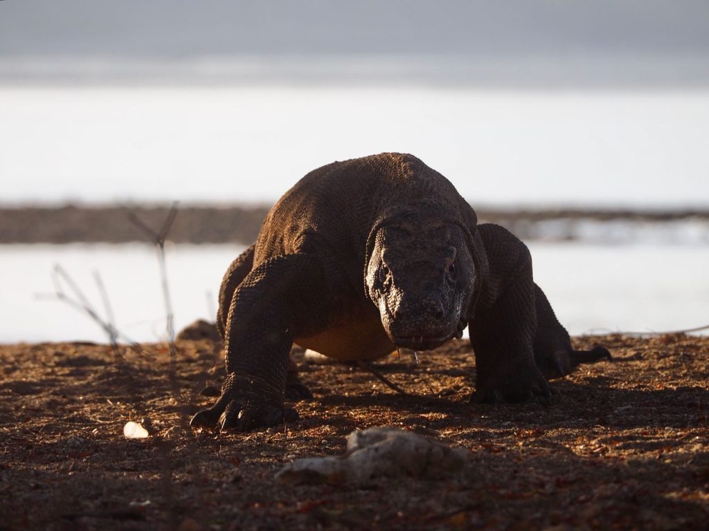 A majestic Komodo dragon in its natural habitat in East Nusa Tenggara, Indonesia.