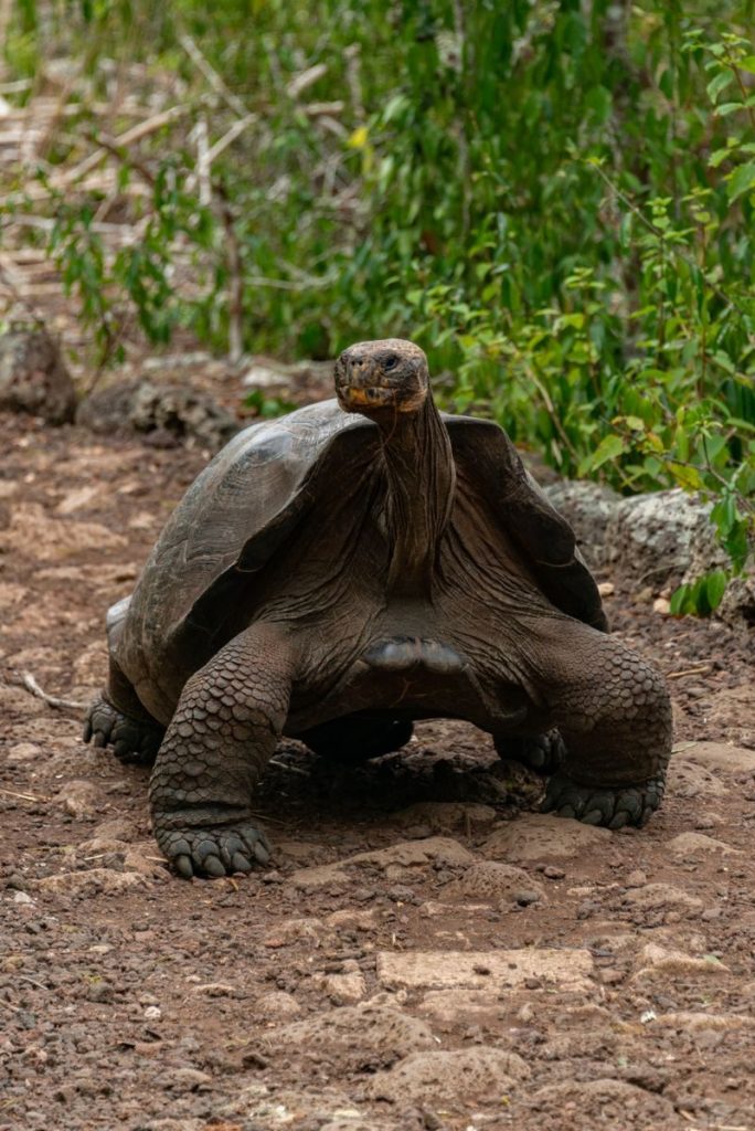 A Galapagos giant tortoise explores its natural habitat in the wild, showcasing its unique features.