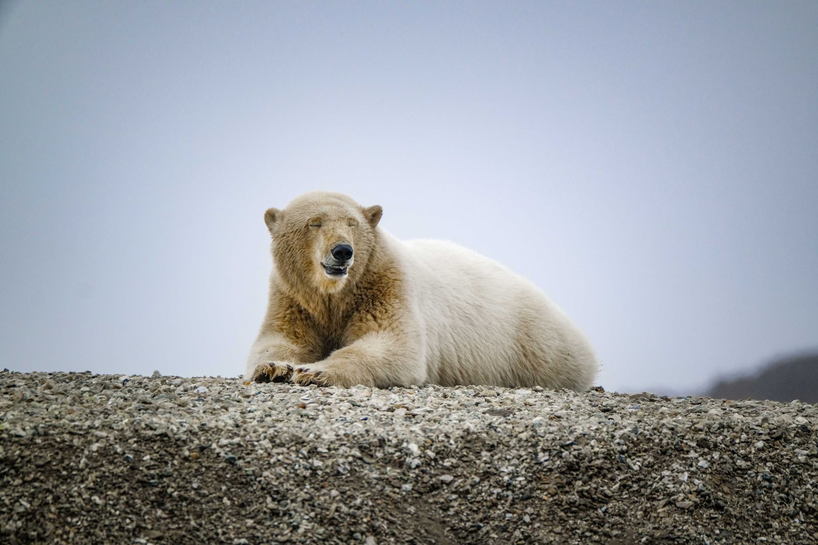 A polar bear rests on rocky ground, showcasing its natural habitat in winter.