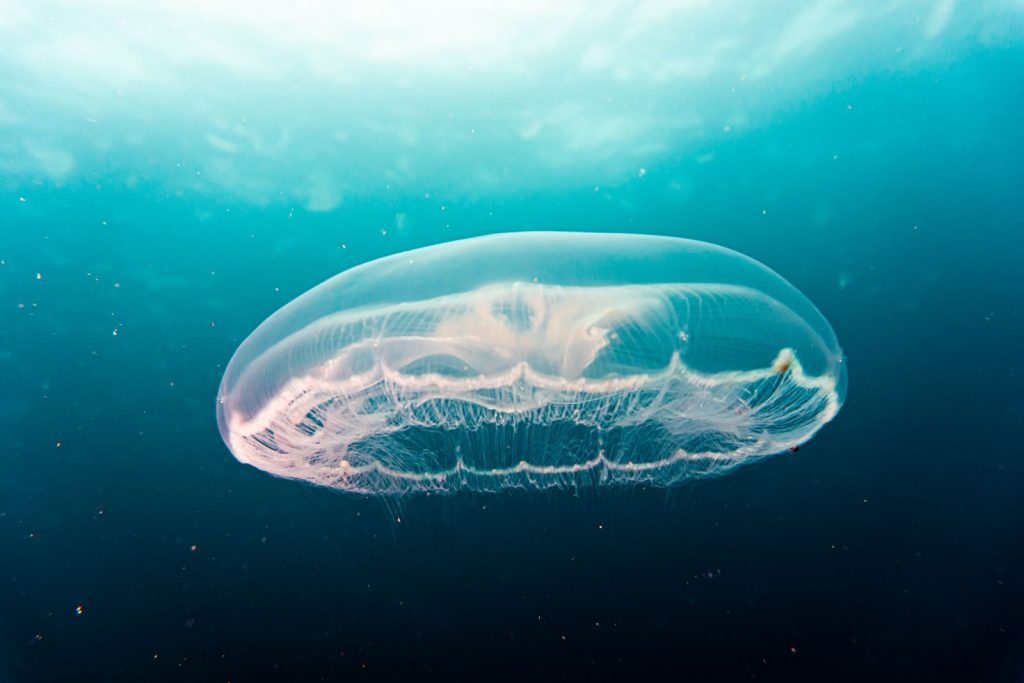 Captivating image of a jellyfish gracefully floating in clear ocean waters.