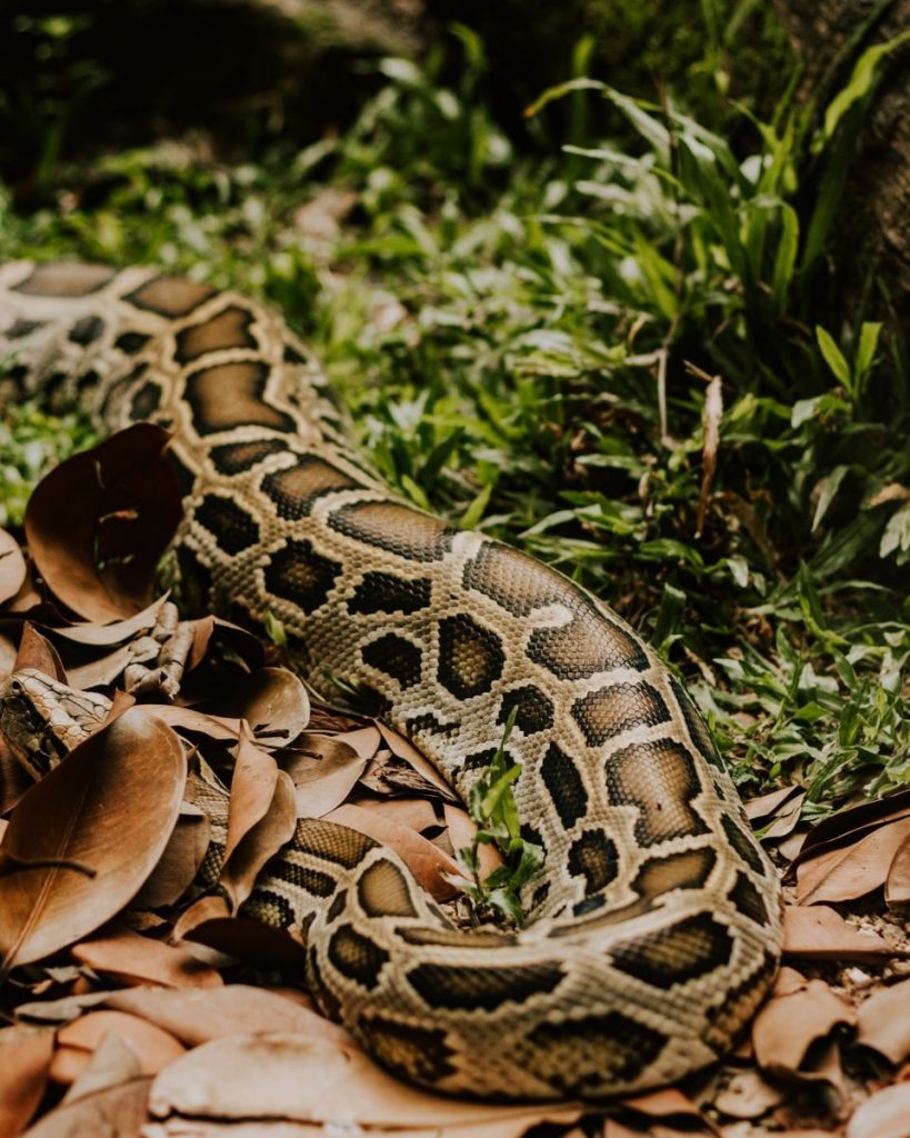 A close-up of a python slithering through leaf litter and grass, showcasing its intricate patterns.
