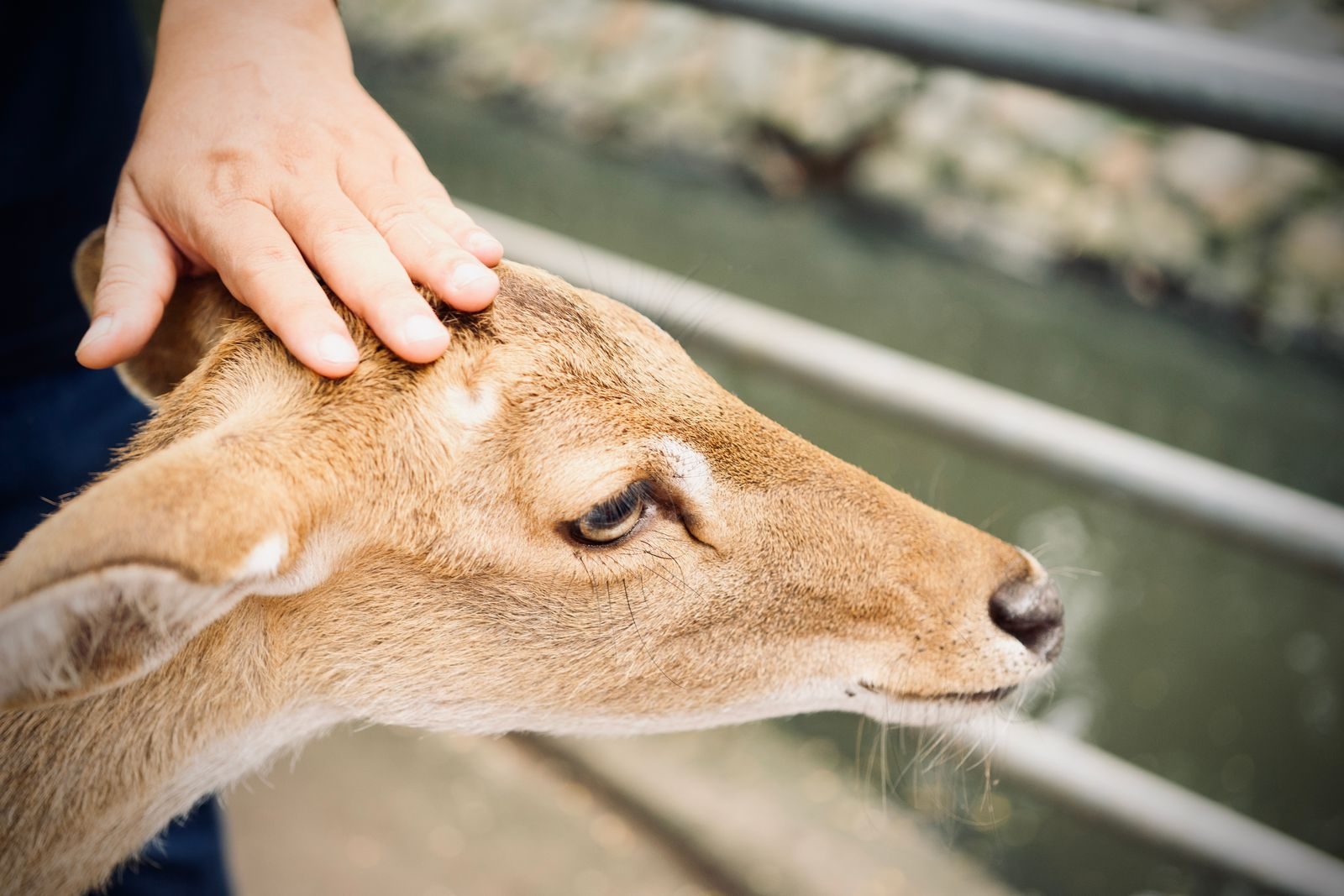 Close-up of a human hand gently patting a deer's head, showcasing human-animal interaction.