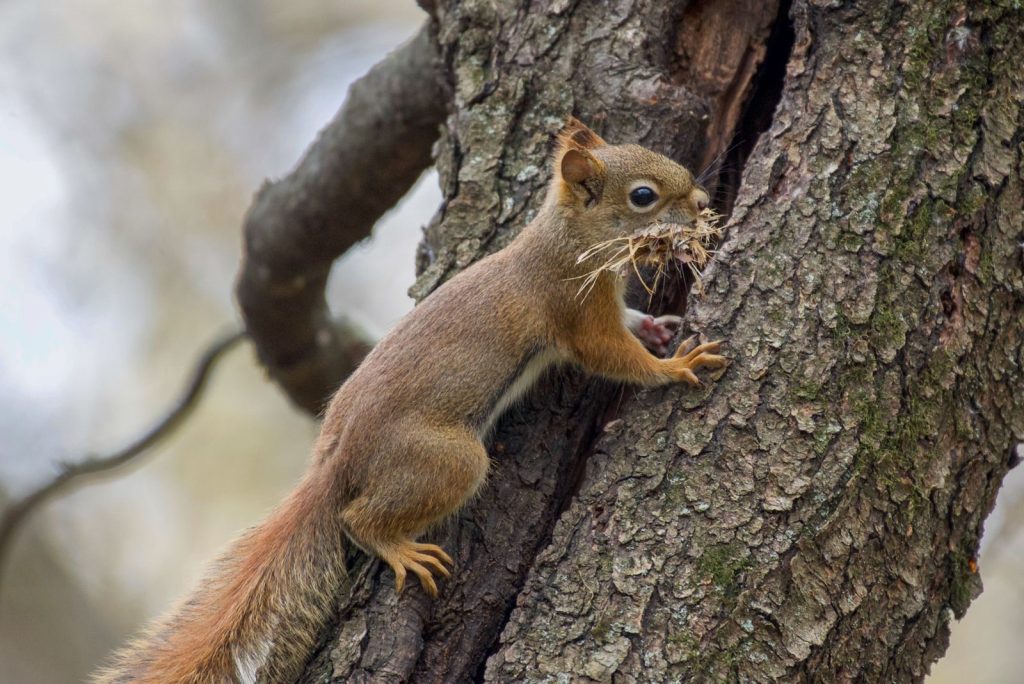 Close-up of a squirrel collecting sticks on a tree in the forest.