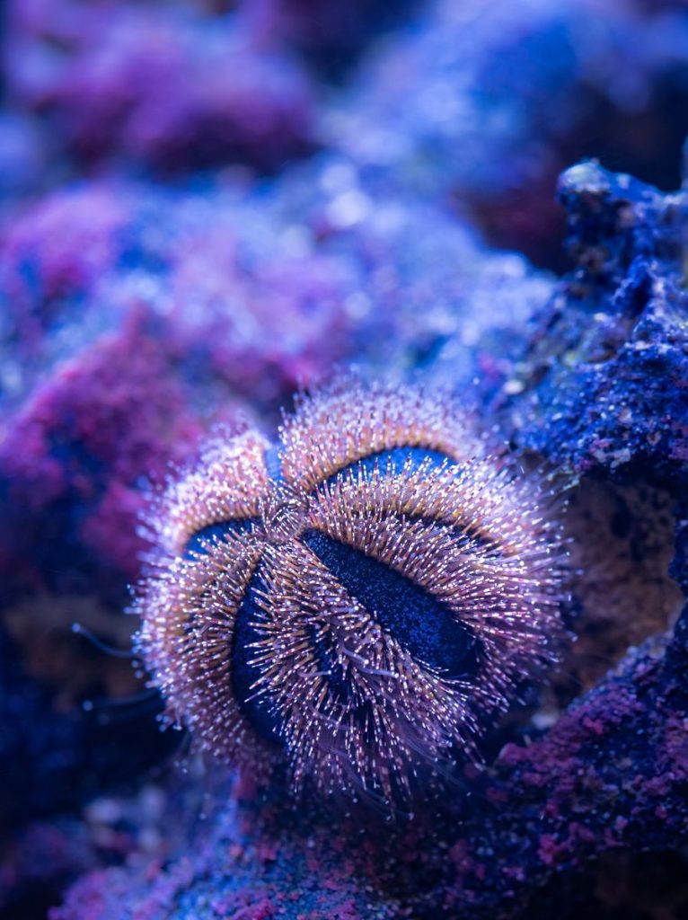 Close-up of a purple sea urchin on colorful coral reefs showcasing underwater beauty.