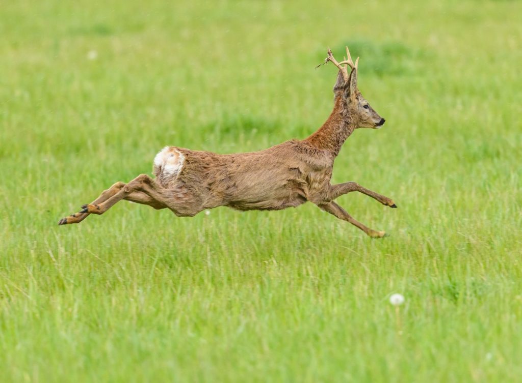 A majestic roe deer (Capreolus capreolus) gracefully leaps through a lush green meadow.