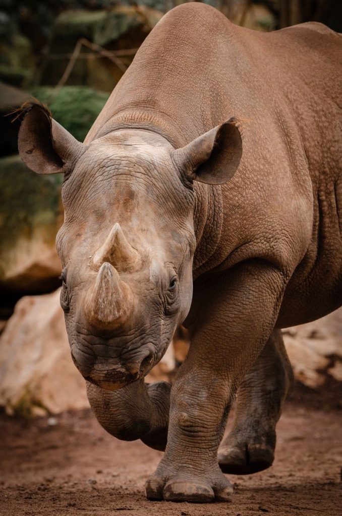 A detailed portrait of an African Rhinoceros showcasing its powerful features and texture.