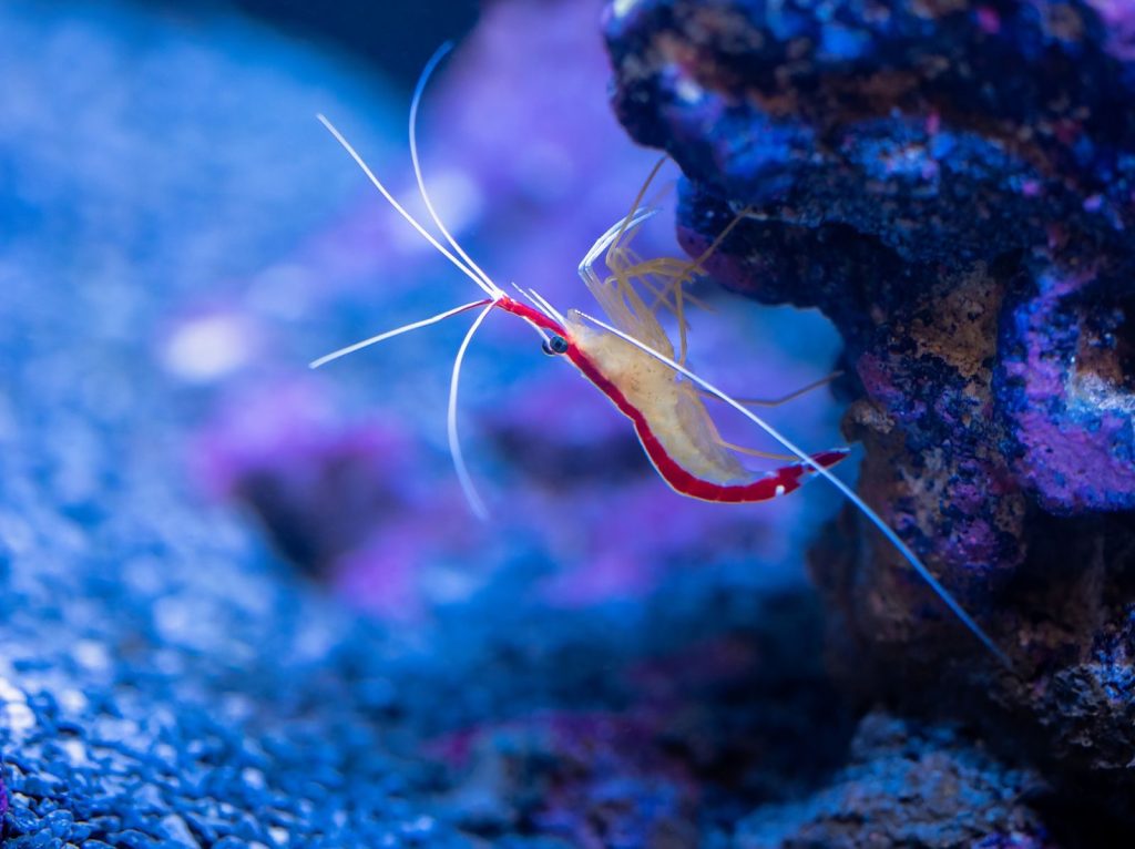 Close-up of a vibrant cleaner shrimp in its underwater habitat, showcasing marine life beauty.
