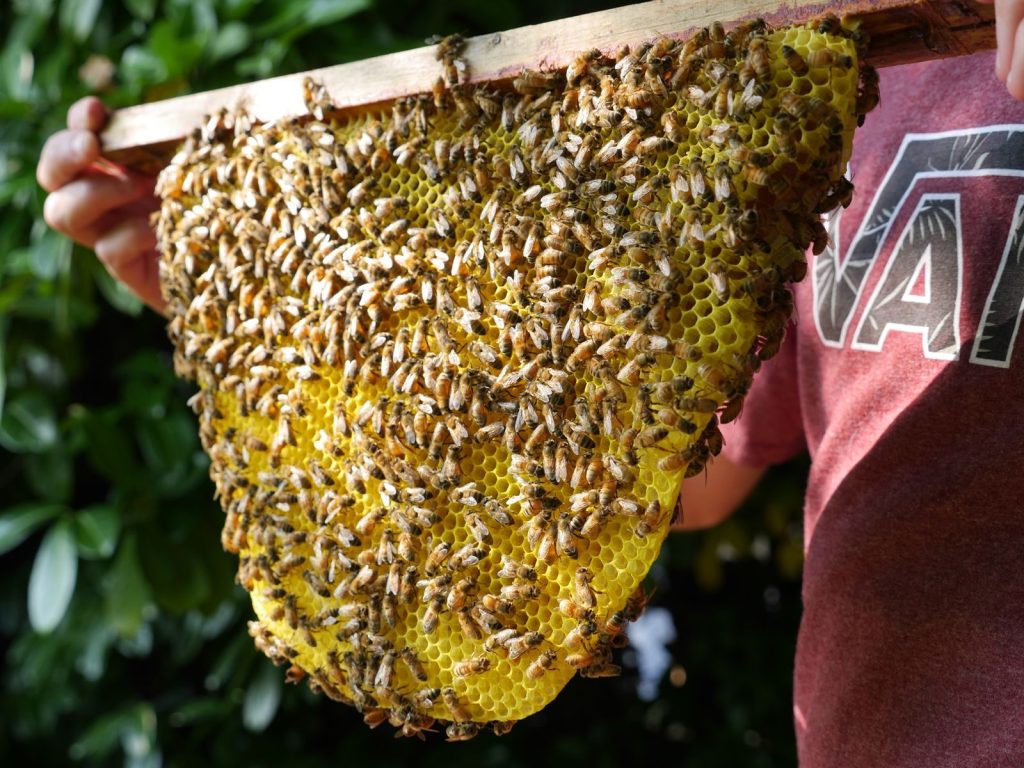 Beekeeper holding a honeycomb full of bees in a lush garden setting.