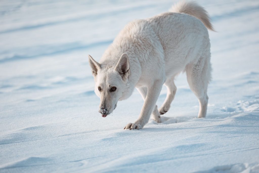 A purebred white shepherd dog exploring a snowy winter landscape outdoors. Captures the beauty of nature.