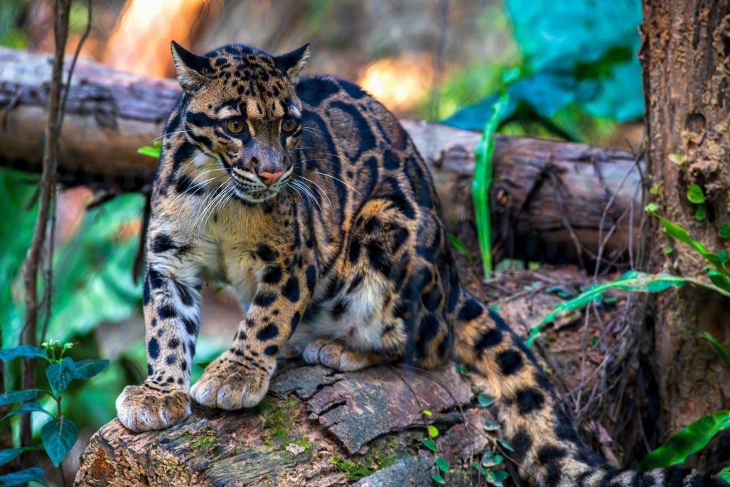 A clouded leopard sits on a log in the forest, showcasing its beautiful spotted fur.