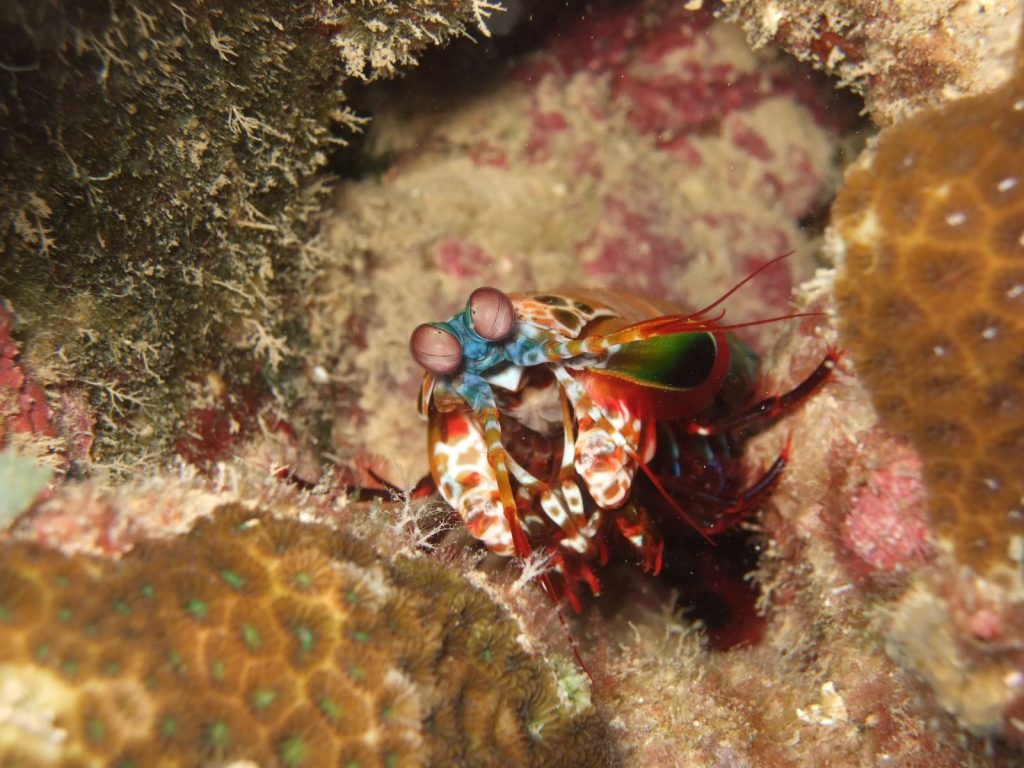 Colorful peacock mantis shrimp captured in its natural habitat in Saipan.